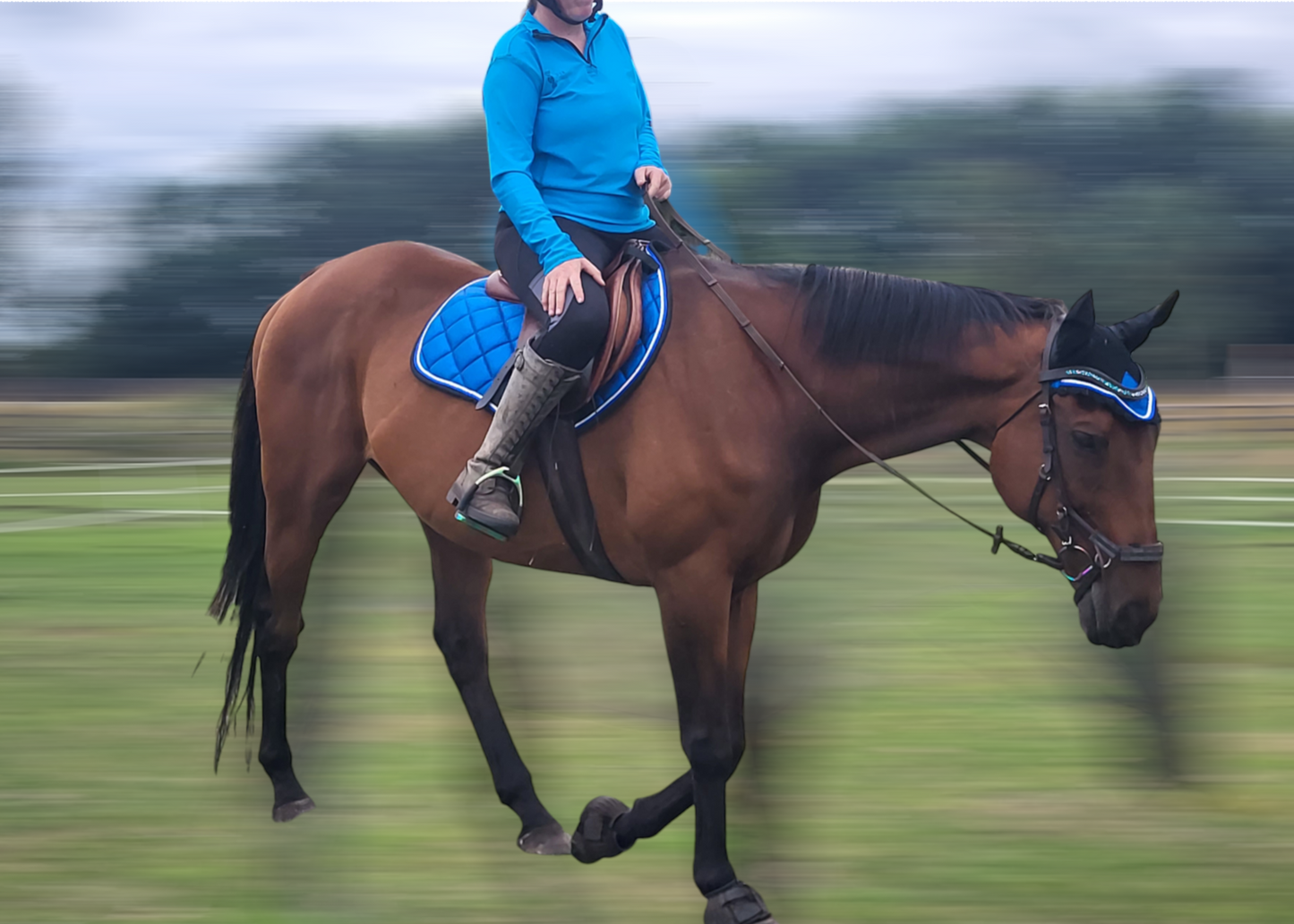 Glitter saddle pad and fly veil set DNA equestrian ltd