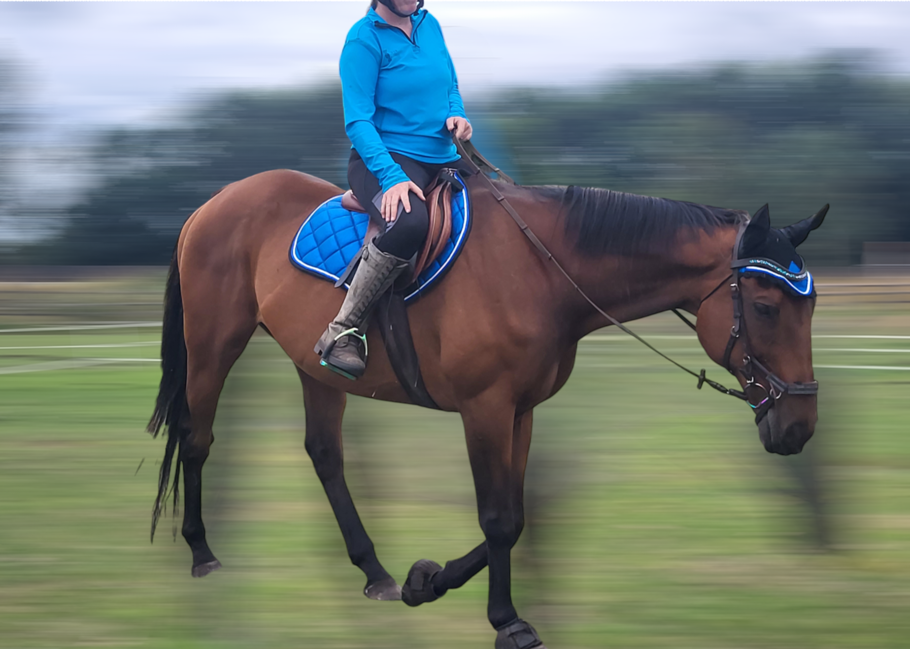 Glitter saddle pad and fly veil set DNA equestrian ltd